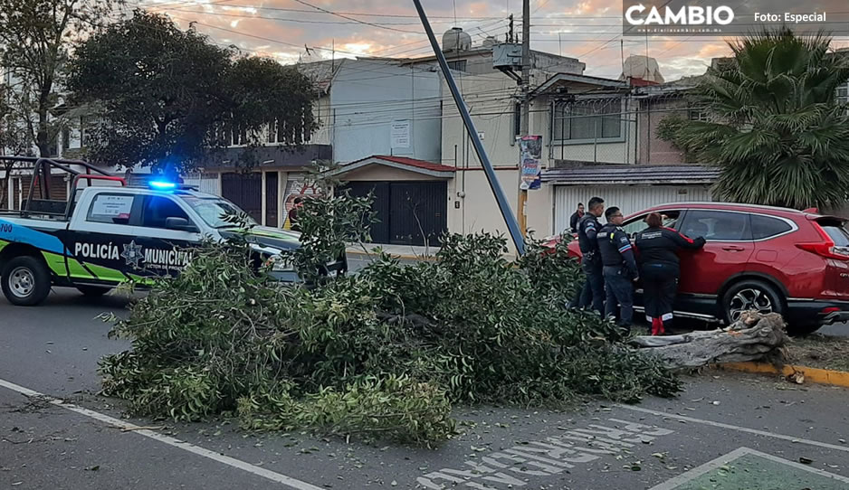 Automovilista Pierde El Control De Su Unidad Y Derriba Arbolito En El