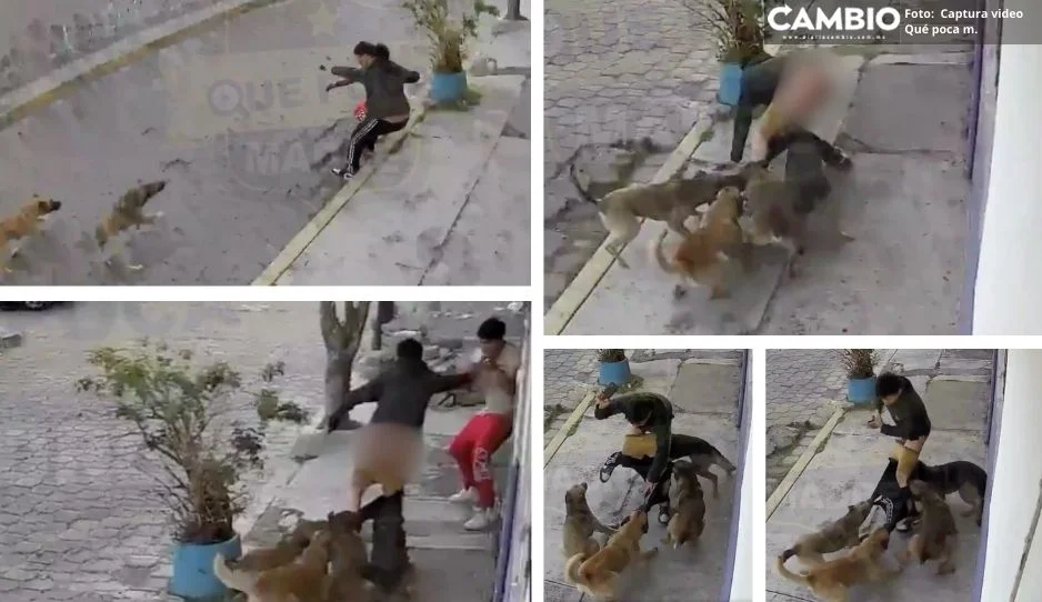 Le Bajaron Los Chones Jaur A De Perros Ataca A Joven En Edomex Video