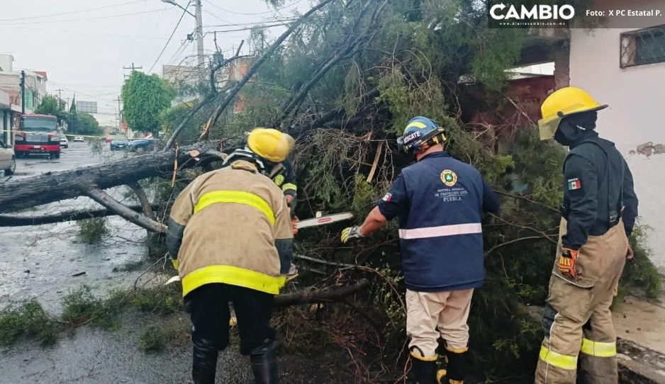 Fuertes Lluvias Provocan Ca Da De Rboles Y Encharcamientos En La